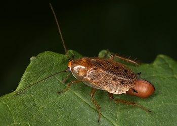 Waldschabe (Ectobius spec.) - © Gernot Kunz